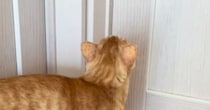 『いつもと違う声がする』→2階に上がってみると、猫が…次女が帰ったあとの『切なすぎる瞬間』が16万再生「もらい泣きしそうになった」
