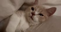布団の間でくつろぐ子猫→口元が動いたかと思ったら、次の瞬間…『尊すぎる光景』が10万再生「つい見続けちゃうｗ」「ナイスタイミングｗ」
