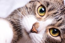 猫があなたのことを『呼んでいる』サイン4選　考えられる心理や応え方のコツも解説