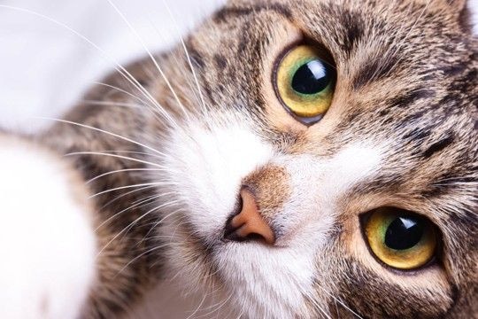 猫があなたのことを『呼んでいる』サイン4選　考えられる心理や応え方のコツも解説