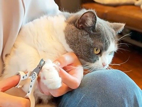 爪切りが苦手な４匹のネコ→ママが抱っこすると…可愛すぎて『思わず応援したくなる光景』が話題「我慢している顔が愛おしい」「頑張ったね」