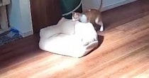 『見守りカメラ』を覗いてみると…『留守番中の猫』がしていた『まさかの行動』に「天才すぎないか」「日向で寝たかったのかなｗ」と話題
