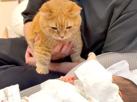 赤ちゃんを遠くから見守る2匹のネコ→泣き声を聞いた瞬間…『微笑ましい反応』が11万再生「困った顔好き」「仲良し兄弟になりますように」