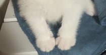 家に迎えて『3日目の子猫』→様子を見にいってみたら…何でもしてあげたくなる『愛おしい瞬間』が82万再生「あかん可愛すぎる」「あざとい」