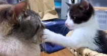 子猫から全力の『顔面パンチ』をもらった先住猫→飼い主のほうを向いて…笑ってしまうやり取りが36万再生「顔が訴えてるｗ」「かわいいｗ」