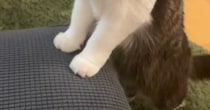 ソファに座るママを見つめる猫→完全にブチギレていて…衝撃の表情と『爆笑の展開』が44万再生「重傷すぎｗ」「めっちゃメンチきってくるｗ」