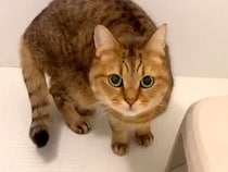 飼い主のお風呂中、侵入してきたネコ→ウロウロしていると思いきや…次の瞬間見せた『想定外の行動』に「笑った」「風呂はよ出ろ妖怪ｗｗｗ」の声