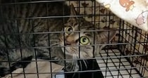 山に捨てられ、人間をひどく怖がっていた猫…保護されて時間が経つと→別猫のような『現在の様子』に感動の声「変わったね」「ありがとう」