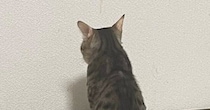 白い壁をじっと見つめて『動かない猫』→まさかの理由に笑ってしまうとSNSで反響「背中で語ってる…」「ほんっとにカワユイｗ」と14万表示