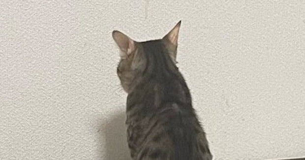 白い壁をじっと見つめて『動かない猫』→まさかの理由に笑ってしまうとSNSで反響「背中で語ってる…」「ほんっとにカワユイｗ」と14万表示