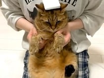 お手入れをするため、ネコを抱っこした結果→思った以上に『不満がダダ漏れの様子』に「ラッコみたい」「世話の焼ける可愛い子ちゃん」と反響