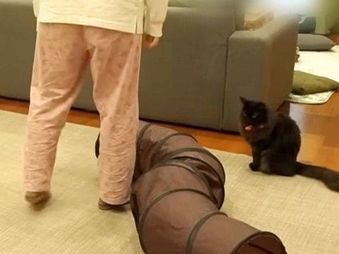 運動不足なので、反復横跳びをした結果→見ていたネコが…微笑ましい『日常の様子』に反響「心配してるよね？」「まじで監視員」