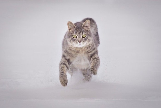 走る猫