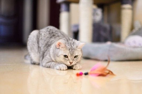 猫の『テンションが急に高くなる』ときの理由5つ　突然スイッチが入るのはなぜ？落ち着かせるコツもご紹介