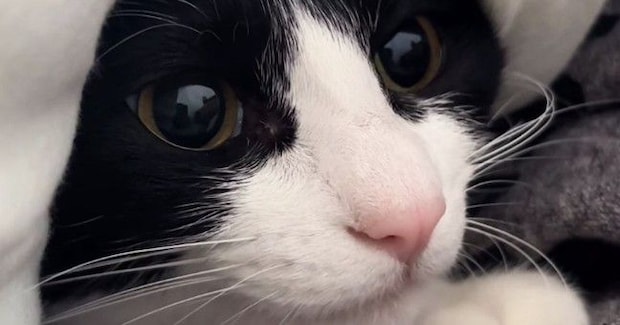 猫が飼い主に捕まってしまった結果→不満そうに鳴いて…『お喋りが止まらない様子』が69万再生「お話上手だね」「なんて可愛いんだ」