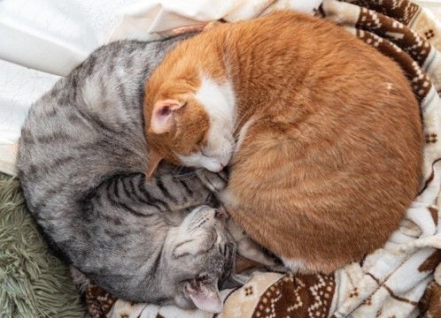 猫の『丸まり方』から気持ちが読み取れる？3つのフォルム別の心理から丸くなる理由まで