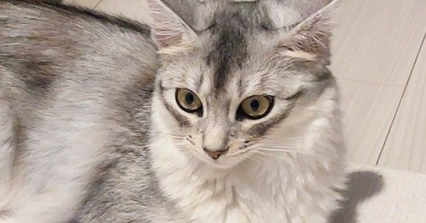 出かける気配を察知して『通せんぼしていた猫』→スルリと抜けられてしまい…『まさかの表情』が話題「早く帰りたくなるねｗ」「かわよい抵抗」
