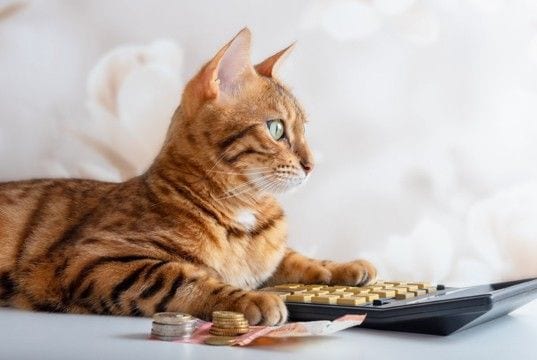 猫の寿命を短くする『危険な節約術』4選 健康へ与える悪影響や起こりうるトラブル