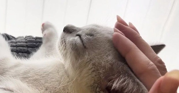 気持ちよさそうに撫でられる子猫→飼い主が『手を止める』と…続けざるを得ない『かわいいアピール』に「エンドレスマッサージ」「天使」と反響