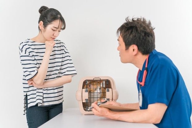 動物病院で診察を受ける猫と女性