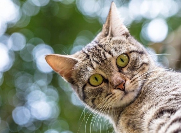 上からのぞき込む猫