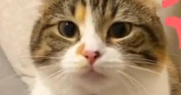 仕事に行こうとしたら、『ジーっと見つめてきた猫』→次の瞬間…思わず休みたくなる光景が70万再生「休むしかないｗ」「構ってほしいのかな」