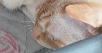 『愛と捉えて良い？』眠っていると、そばにやってきた猫→飼い主動揺の『ポジショニング』に１万いいね「間違いなく愛」「本当に羨ましい」