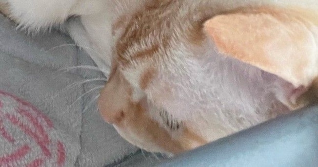 『愛と捉えて良い？』眠っていると、そばにやってきた猫→飼い主動揺の『ポジショニング』に１万いいね「間違いなく愛」「本当に羨ましい」