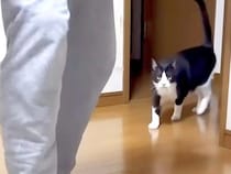 撫でてほしくて息子を追いかける白黒ネコ→床に寝転がって…尊すぎる『健気な様子』に「しっぽピーン」「抱っこしたくなっちゃう」と反響の声