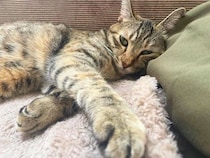 猫の手が『クロス』しているときの理由4つ　隠されている心理や組む位置で異なる意味まで
