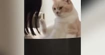『普段は人を攻撃しない猫』が反射的に噛みそうになった結果…直後の『尊すぎるリアクション』が172万再生「なんて優しい」「可愛すぎｗ」