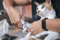 猫が健康を損なう『危ないお手入れ方法』5選　NGである理由や適切な方法も解説