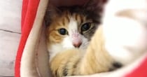 キャットタワーでくつろぐ猫→飼い主が近づいてくると…思わず笑ってしまう光景に「本当に面白くて可愛いｗ」「いい目をしてる」の声