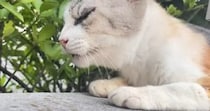 ほとんど動けない状態だった『ガリガリのシニア猫』を保護したら…涙あふれる『1年間の軌跡』に「見つけてもらえたよかった」「号泣した」の声