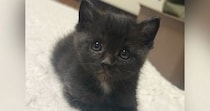 とっても小さくて『可愛らしかった黒猫』が成長した結果…衝撃のビフォーアフターに爆笑する人が続出「変身しすぎｗ」「破壊力が凄いｗ」
