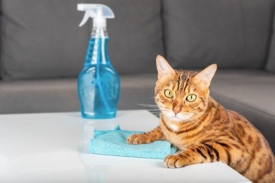 猫と暮らす部屋のニオイを『消臭する方法』5選　原因別の対処法や避けるべきNG行為