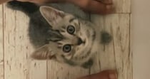 洗い物中、足元にやってきた『鍵しっぽの子猫』→小さな声で鳴き始めて…たまらなく可愛い『かまってアピール』が58万再生「抱きしめたい」