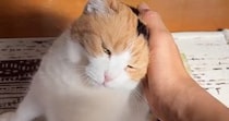お出迎えをしてくれた三毛猫→『甘える気満々』で……たまらなく可愛い光景に「寄り道なんてできないね」「疲れも吹っ飛ぶね」と悶絶の声続出