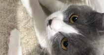 マットの上でくつろぐ2匹の猫→『おてて』と『おてて』が……たまらなく可愛い瞬間に「フュージョンｗ」「朝からよだれ出た」と反響