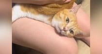 『お尻ぺんぺん』が好きすぎるネコ…三角形のような『まさかの体勢』が36万再生「凄いことになってるｗ」「見たことない体勢ｗ」と爆笑の声