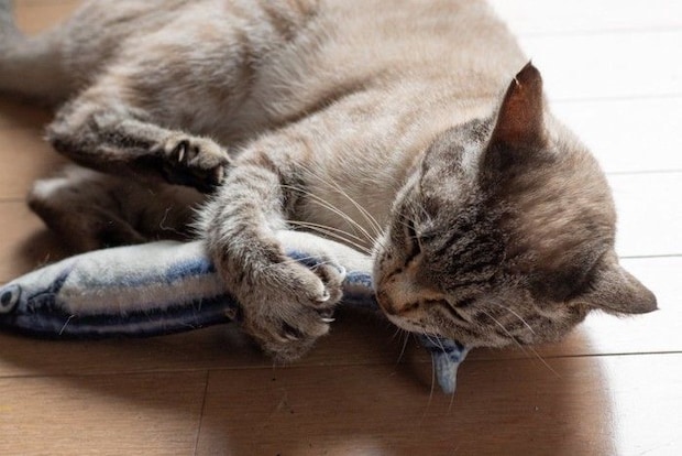 魚のおもちゃで遊ぶ猫