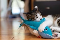 猫が『けりぐるみ』にのめりこむ理由3つ　なぜ夢中で蹴るの？愛猫にもたらすメリットも解説