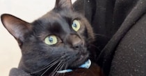 真っ黒の毛並みが綺麗な黒猫→６年前の『子猫時代の様子』を見てみると…尊すぎる『ビフォーアフター』に「きゃあ」「かわいー」と反響