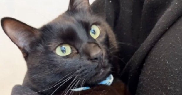 真っ黒の毛並みが綺麗な黒猫→6年前の『子猫時代の様子』を見てみると…尊すぎる『ビフォーアフター』に「きゃあ」「かわいー」と反響