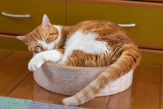 丸まって眠る茶白猫
