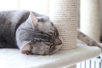 猫が『猫用ベッド』を使わない理由3選　睡眠に適していないかも？見直したいポイントまで