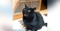 パパが目の前で『歯磨き』をしていると……黒猫がとった行動に「めちゃくちゃ可愛いｗ」「怒っているｗ」と笑顔になる人が続出