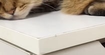 外の空気を『ウキウキで楽しんでいた猫』→雨で窓を閉められた結果…明らかな『表情の変化』に「100点満点ｗ」「想像以上だった」と爆笑の声