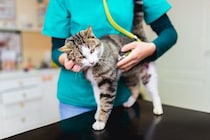 猫の『突然死』を招く4つの原因　年齢に関わらないリスクや起こさないための予防法