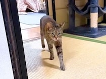 お姉ちゃんのことが大好きな猫→弟たちに奪われてしまうと…愛おしすぎる反応に「いっぱいおしゃべりしてる」「報告しに行くん可愛い」の声